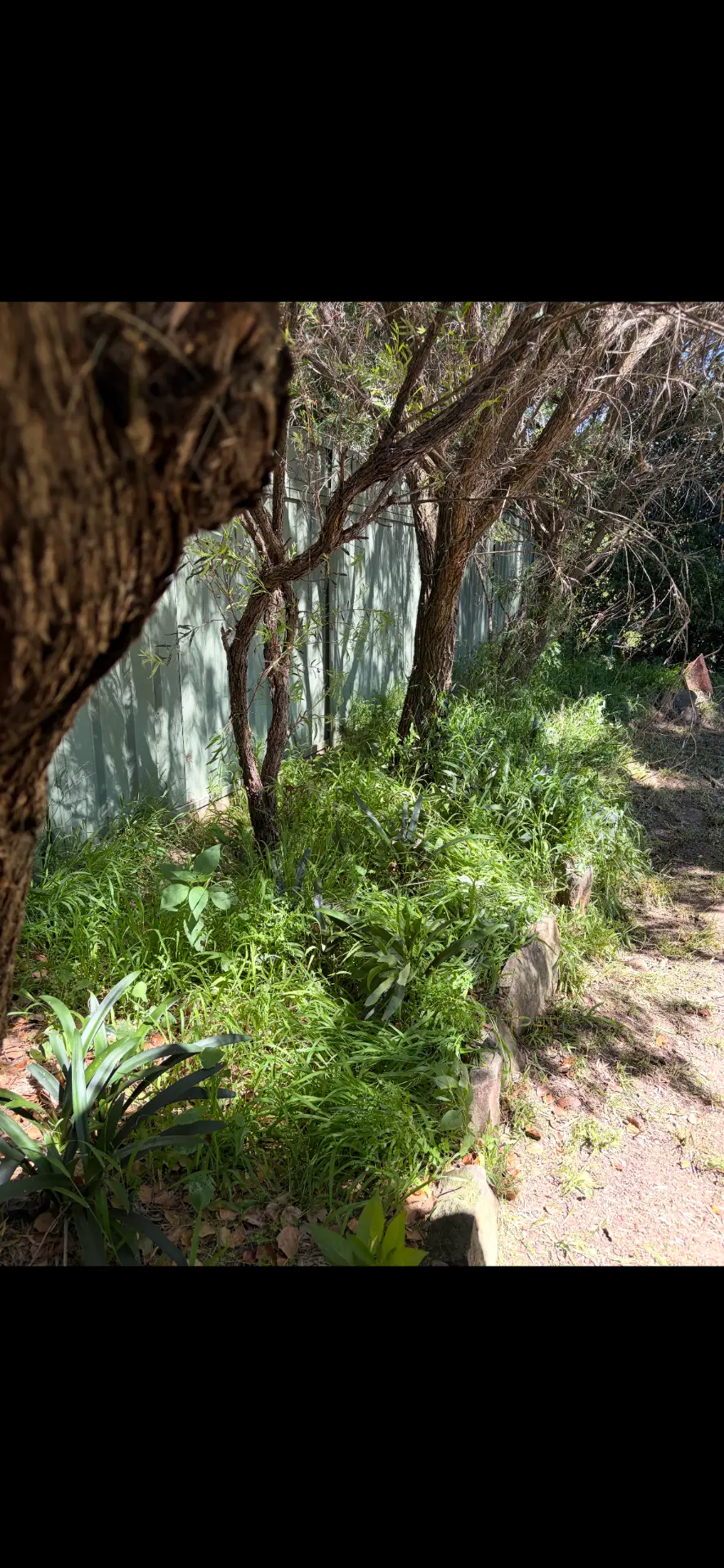 Sandstone-edged garden bed being cleared of weeds and overgrowth