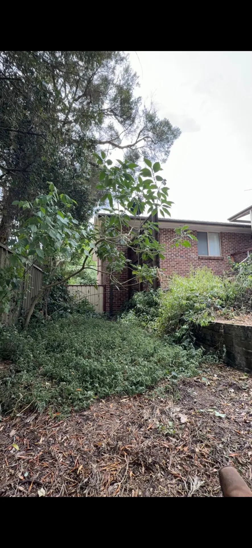 Overgrown side yard with weeds and self-seeded trees before clearing