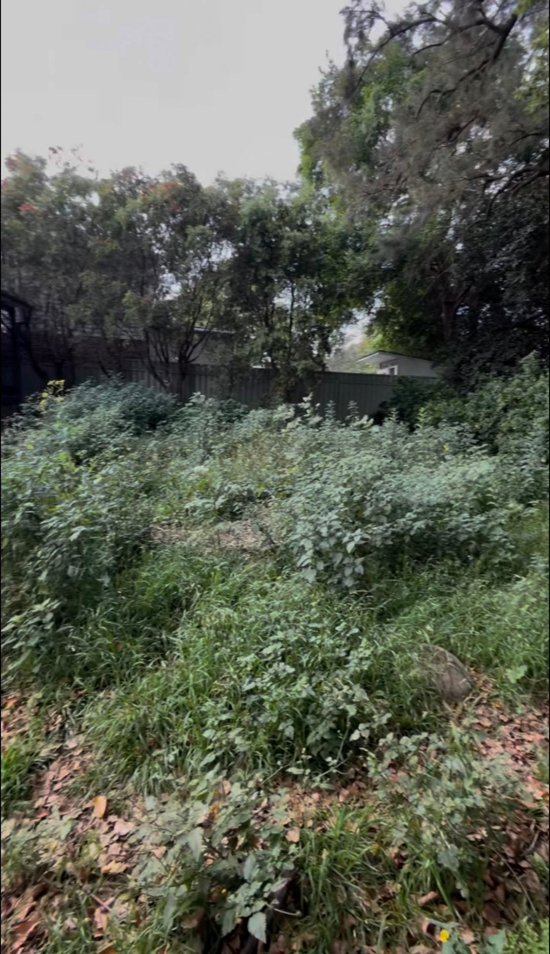 Heavily overgrown backyard full of weeds and scrub before clean-up